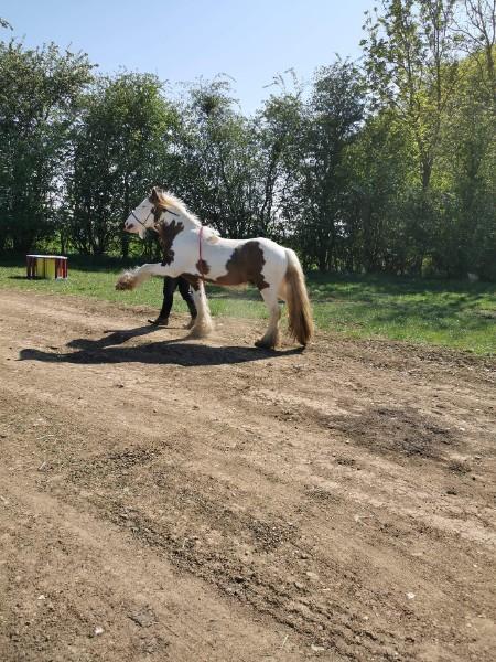 écurie de spectacle équestre